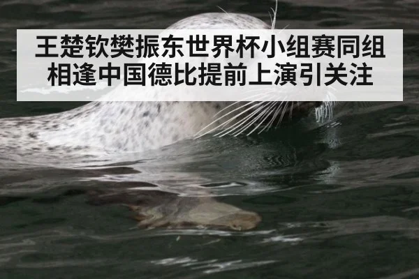 王楚钦樊振东世界杯小组赛同组相逢中国德比提前上演引关注