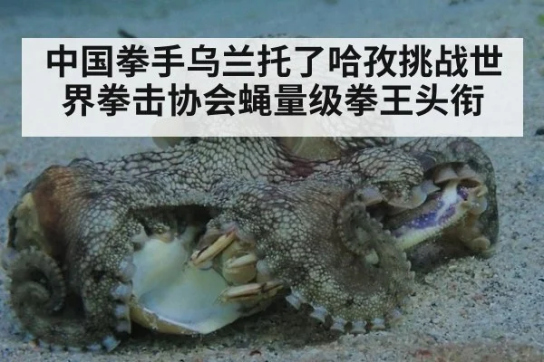 中国拳手乌兰托了哈孜挑战世界拳击协会蝇量级拳王头衔